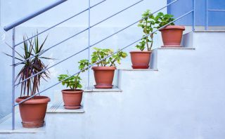 5 pots of plants lined up on the stairs