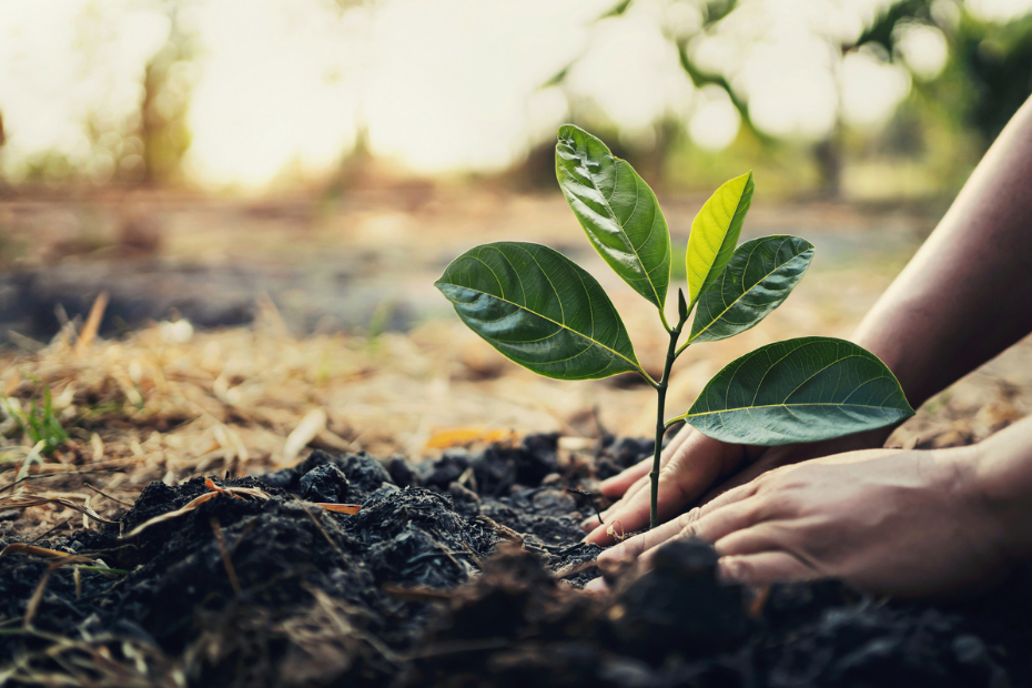 Planting tree in garden