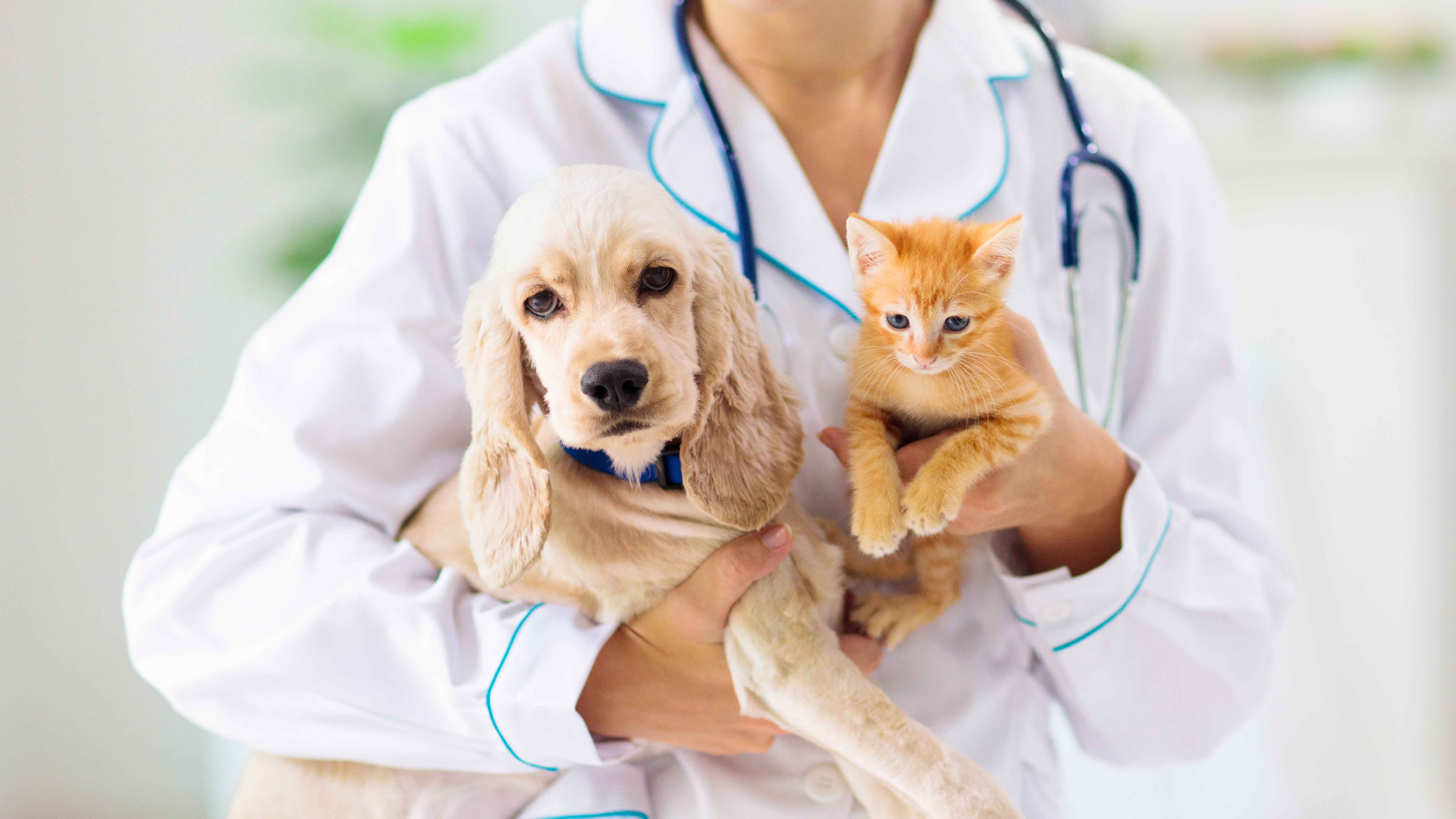 A veterinarian holding a dog