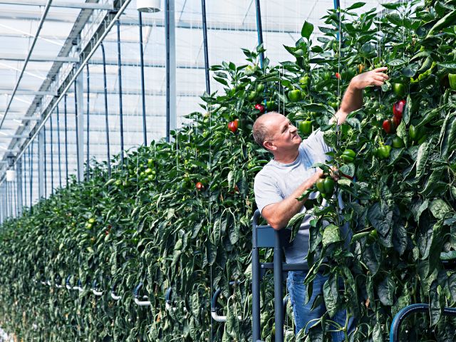 A man gardening