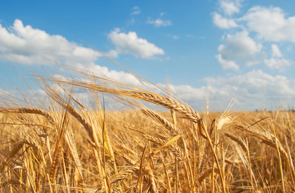 Agriculture: golden grain field and sky