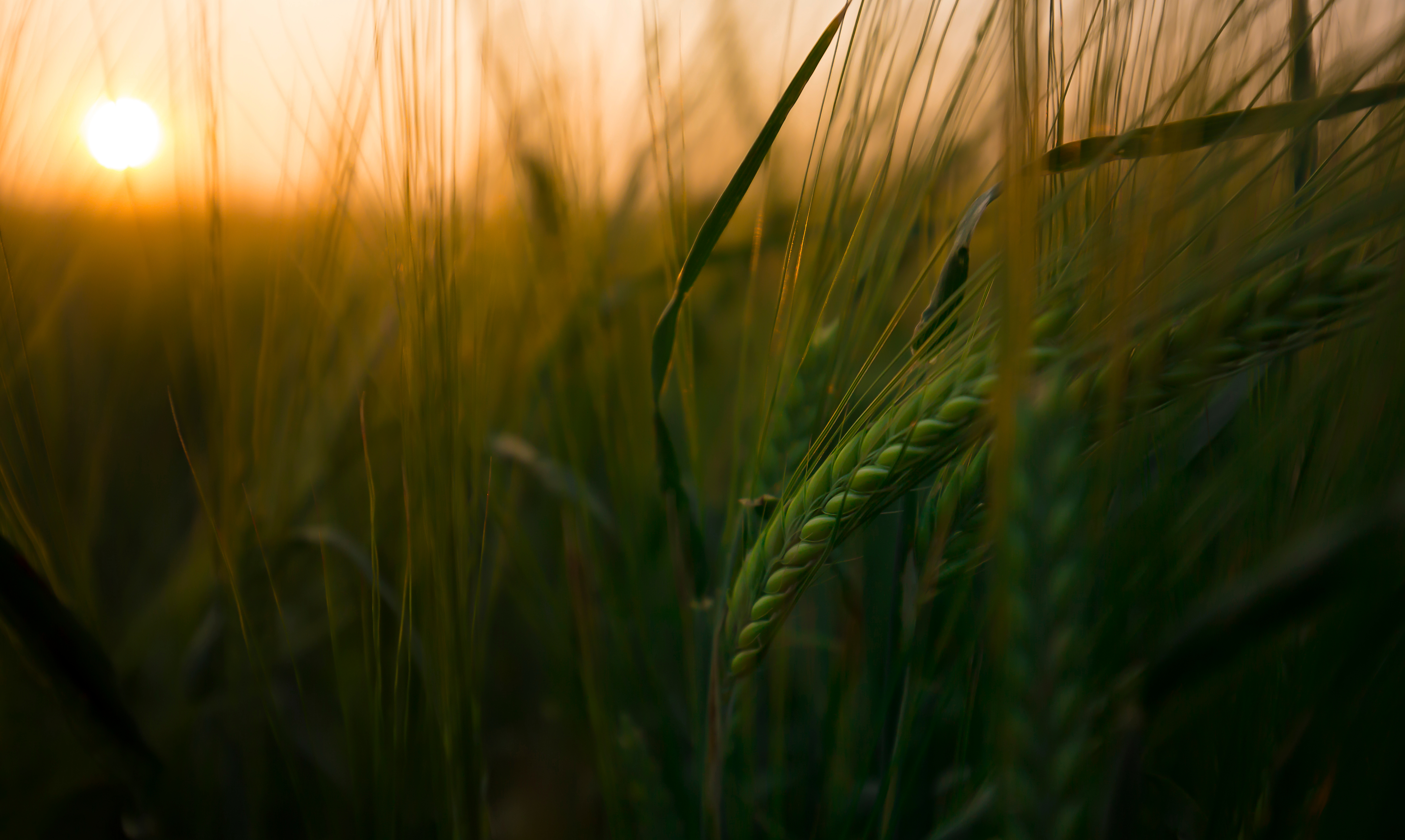 A closeup of a farm grain crop