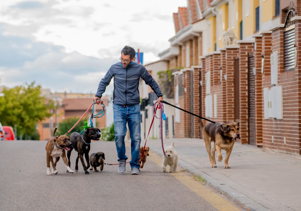 Professional dog walker or pet sitter walking a pack of cute different breed and rescue dogs on leash at city street.