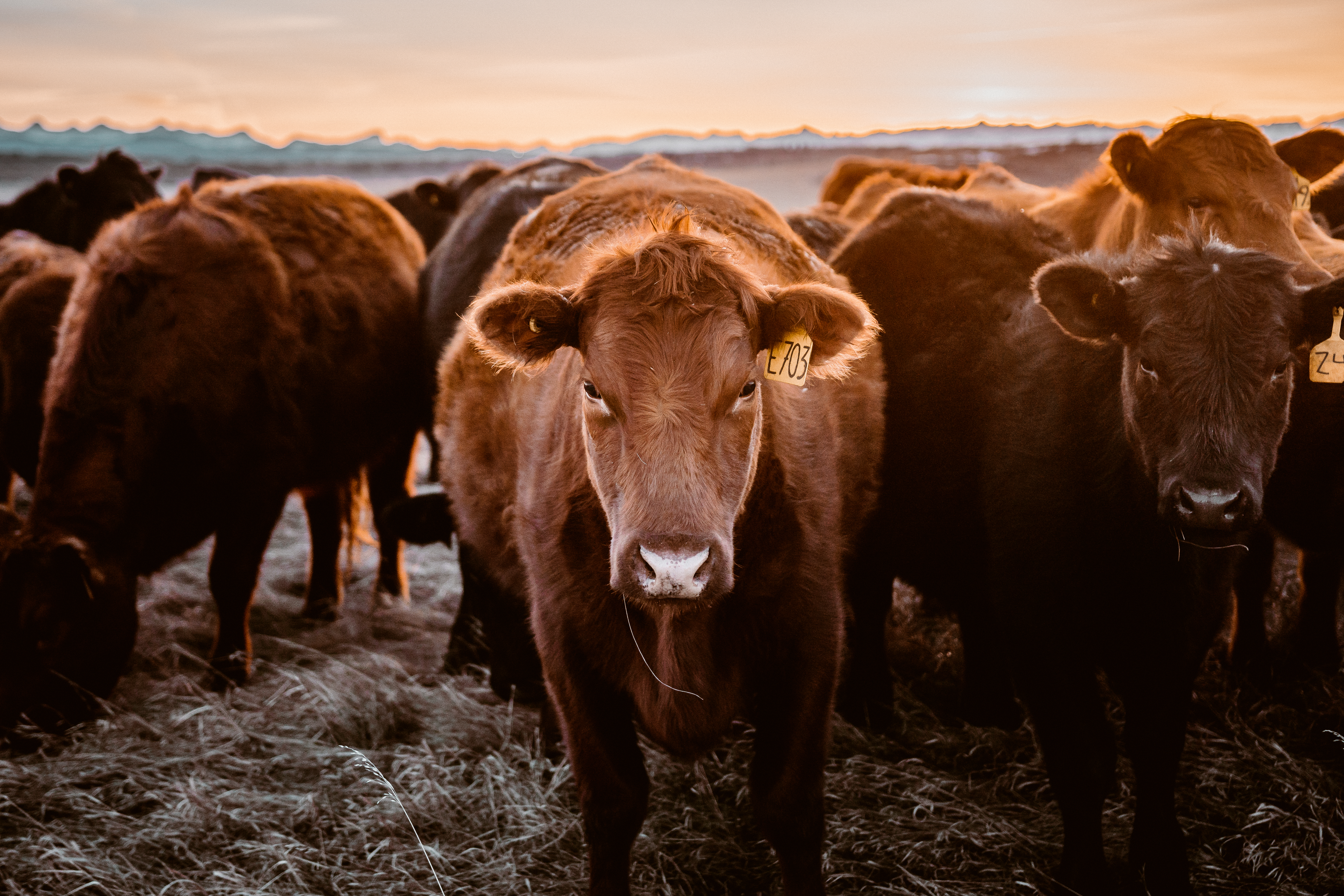 A close up of a cow