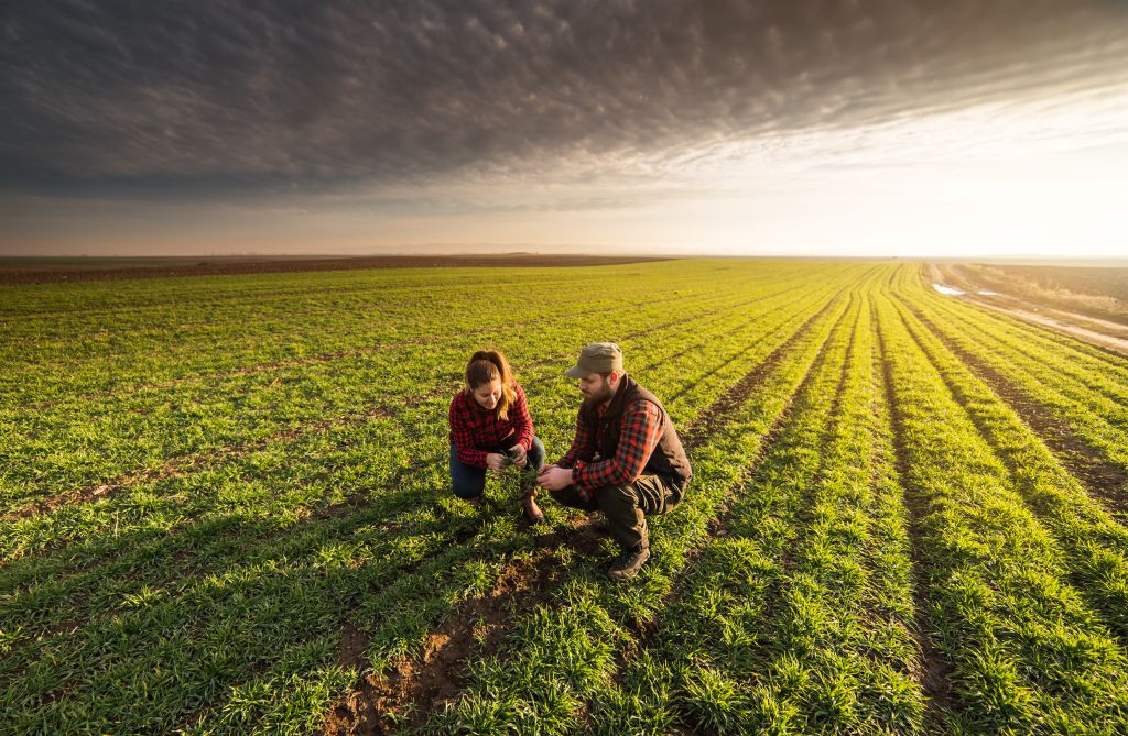 Young farmers examining the wheat field